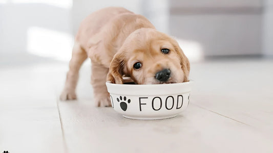 Hypoallergenic Dog Food