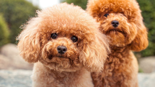 Combat Dog Allergies Naturally with Freeze-Dried Meals