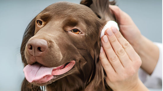 Treat Dog Yeast Infection