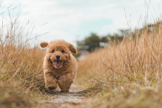 joint support for dogs