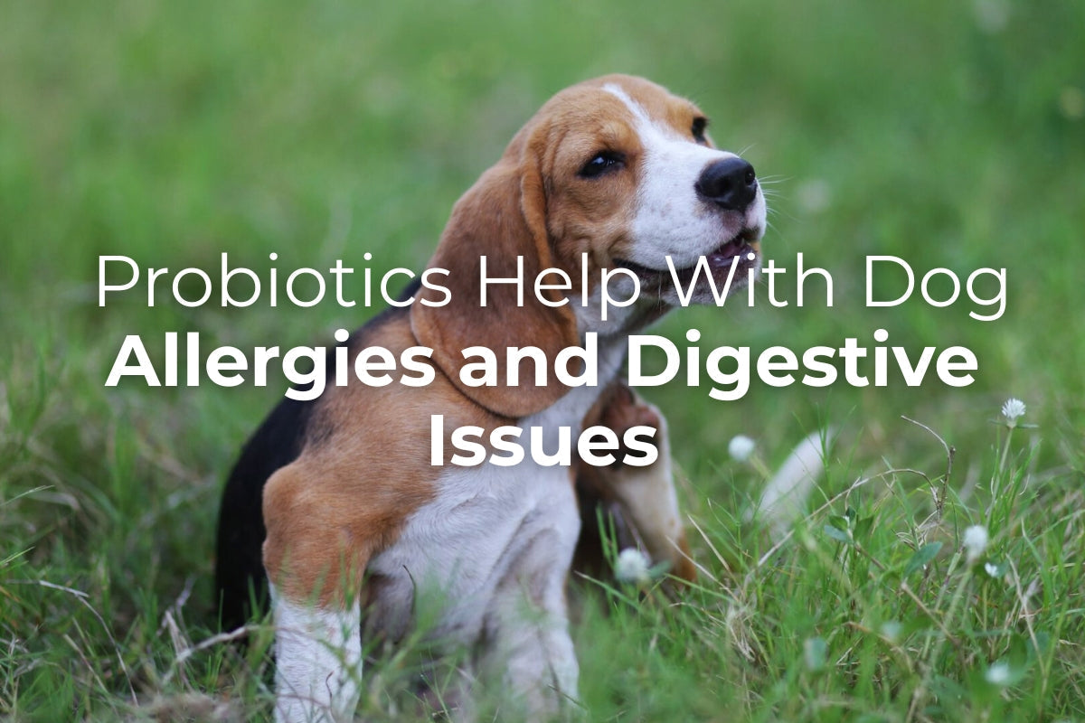 Probiotics for Dogs
