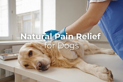 Natural Pain Relief for Dogs