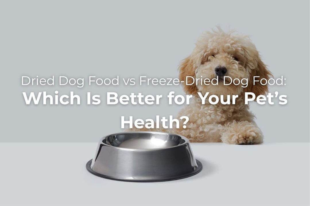 Dried Dog Food vs Freeze-Dried Dog Food