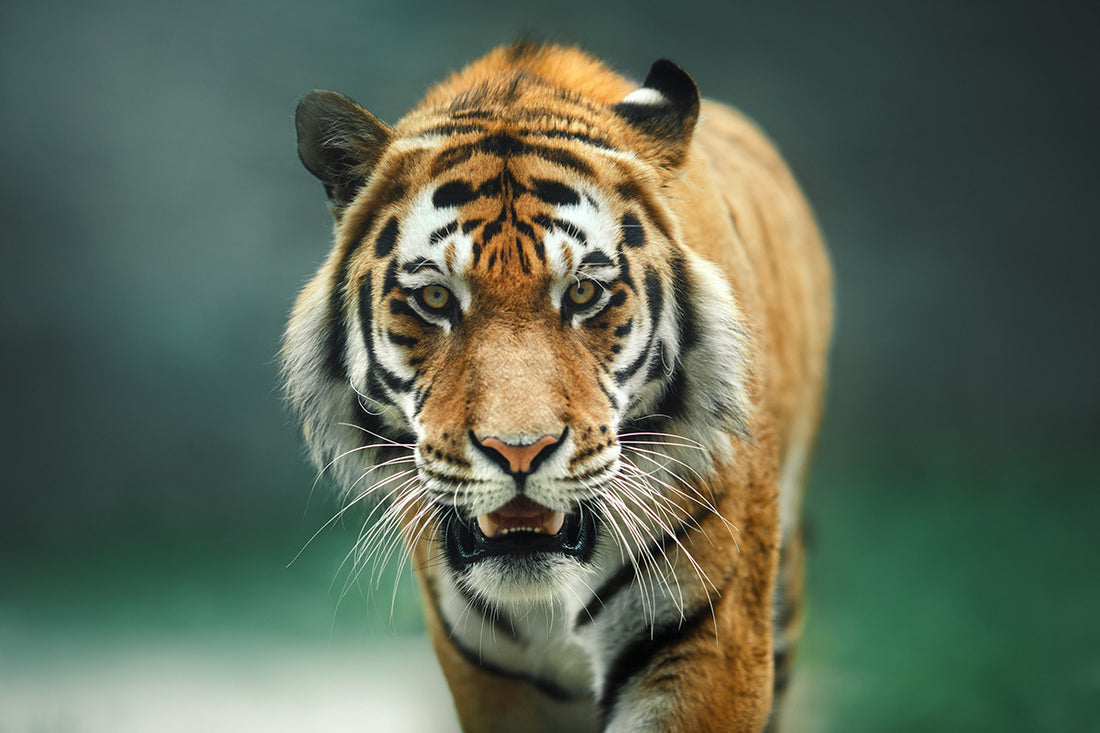 29th of July World National Tiger Day