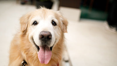 dog food for senior dogs