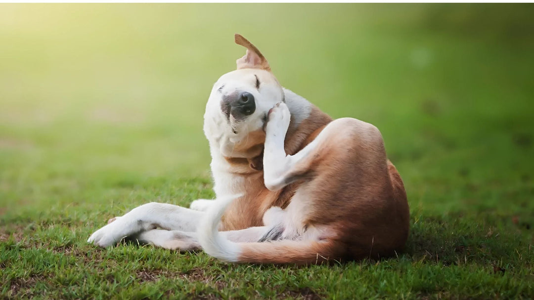 The Best Dog Food for Dogs with Allergies