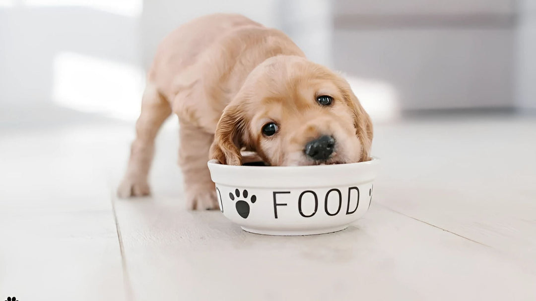 Hypoallergenic Dog Food