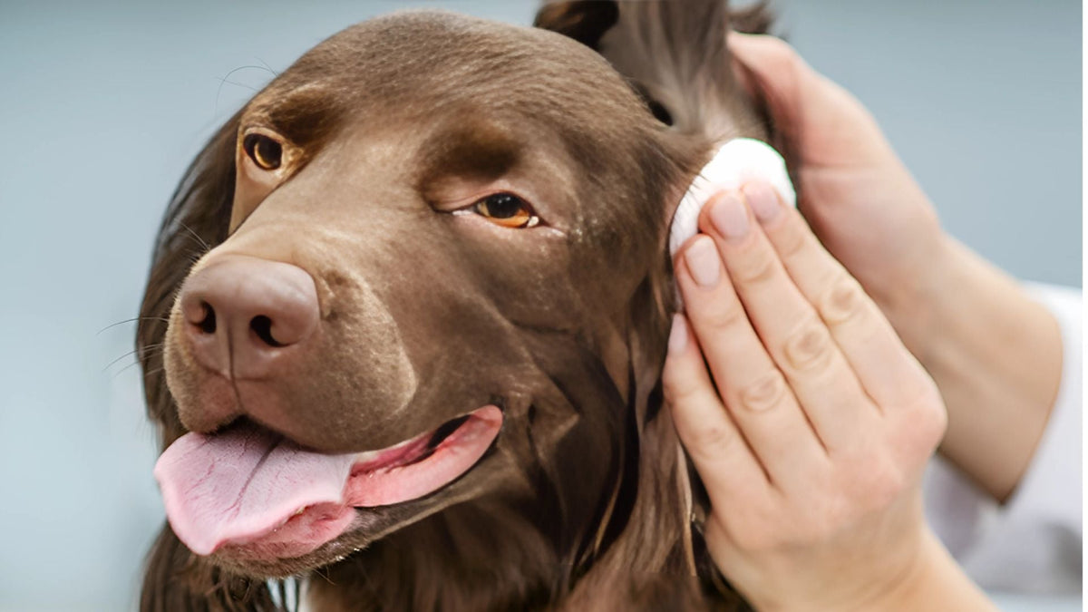 Treat Dog Yeast Infection
