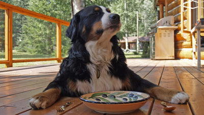 Canine Probiotic Powder
