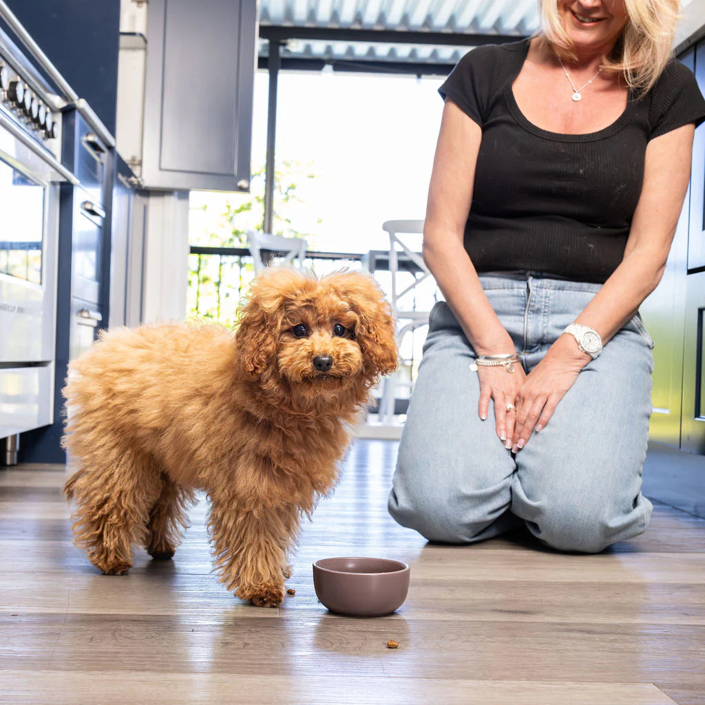 Enhance Your Dog’s Health with Probiotic Powder for Dogs