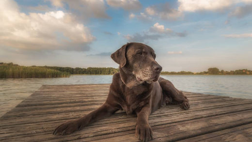 Food Supplements for Dogs with Arthritis