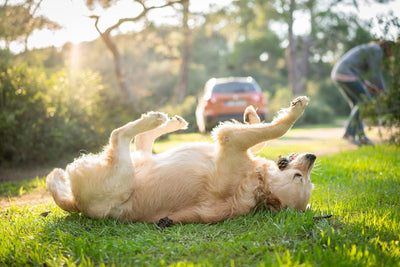 Dog Probiotics for Skin Allergies and Itching