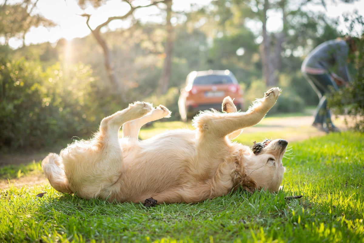 Dog Probiotics for Skin Allergies and Itching