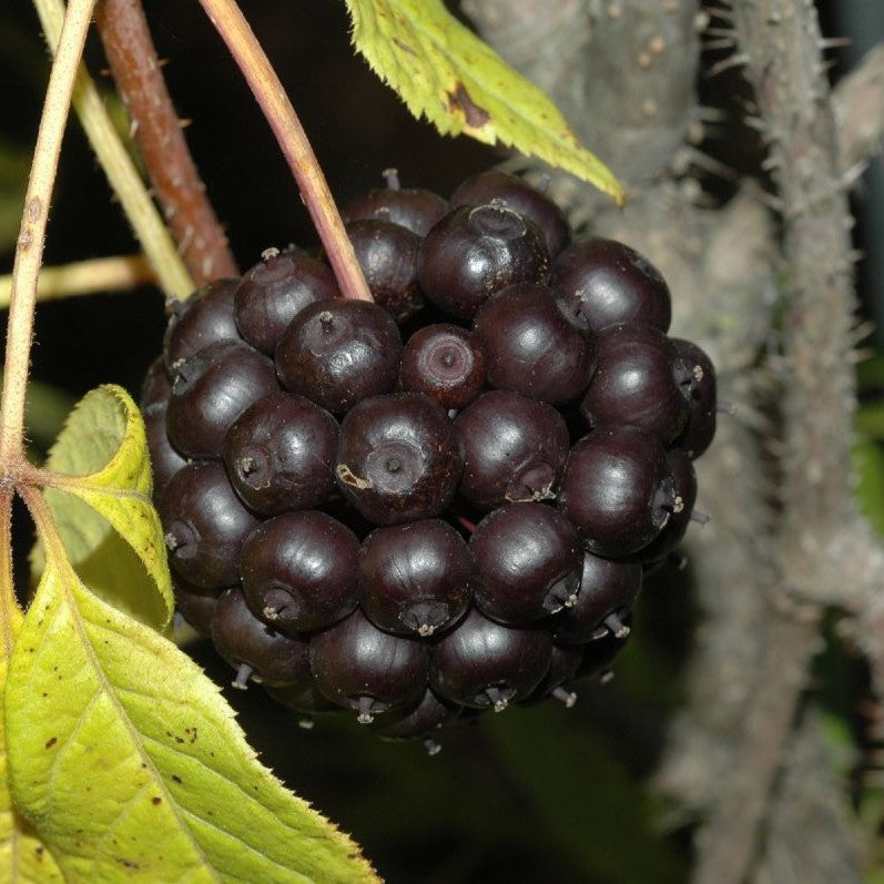 Ingredient Image