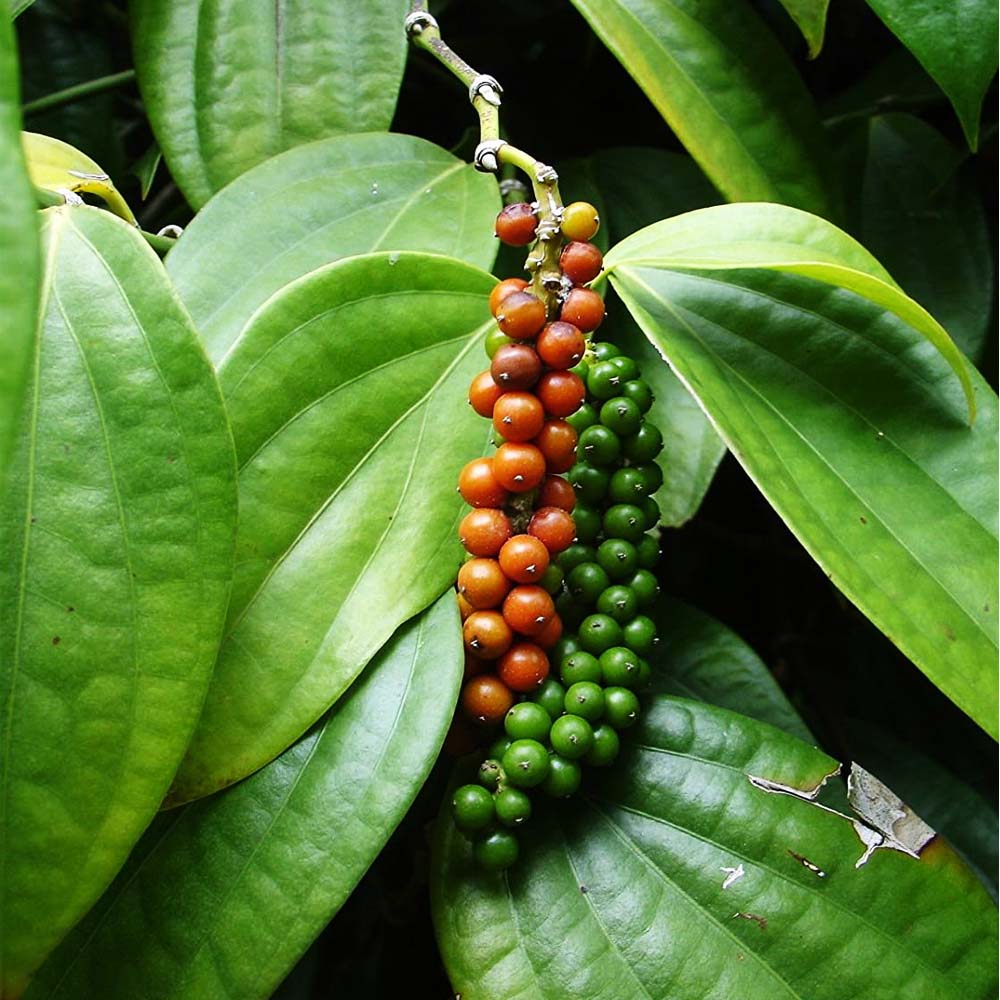Ingredient Image