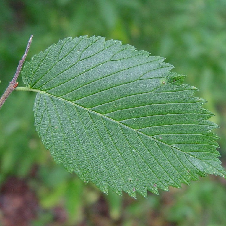 Ingredient Image